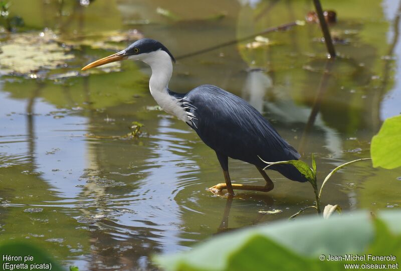 Pied Heron