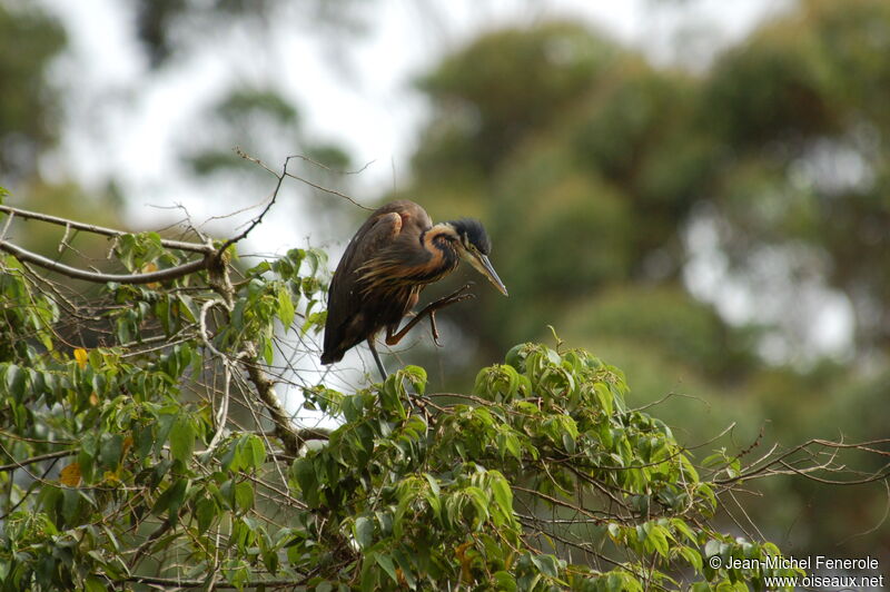 Purple Heron