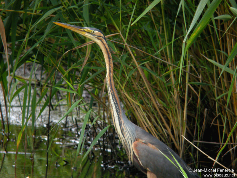 Purple Heron