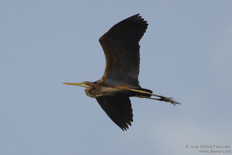 Purple Heron