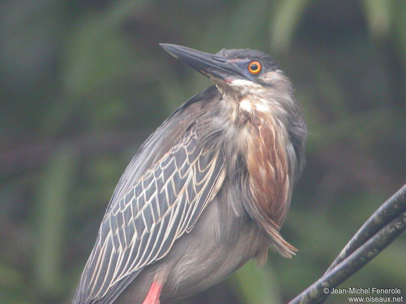 Striated Heron