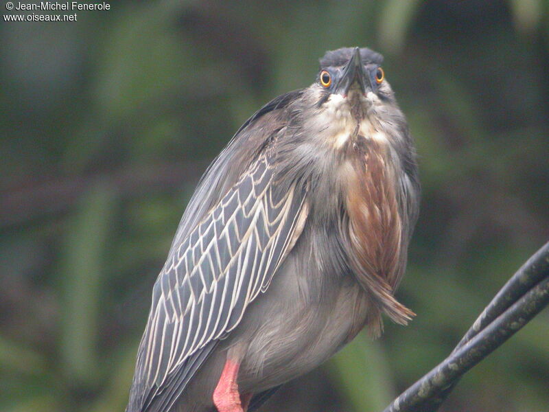 Striated Heron