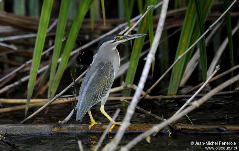 Striated Heron