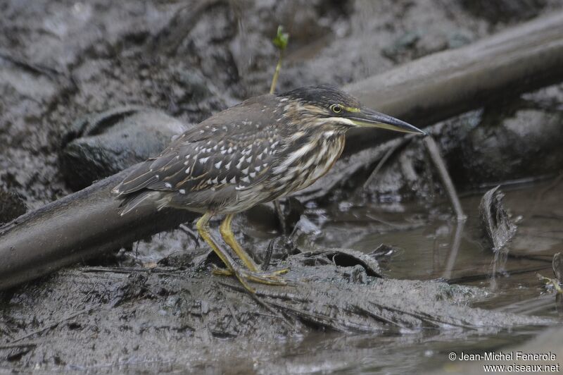 Striated Heron