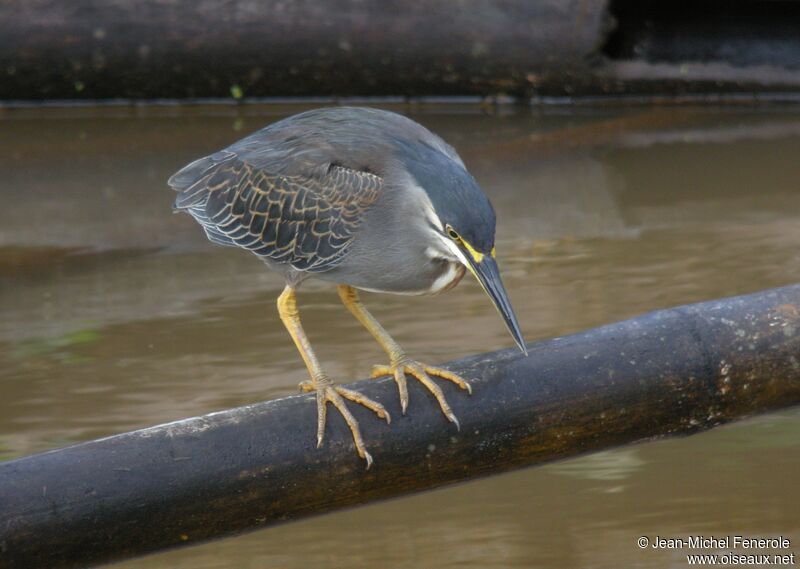 Striated Heron