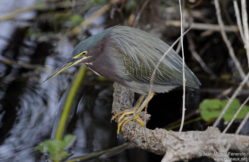 Green Heron