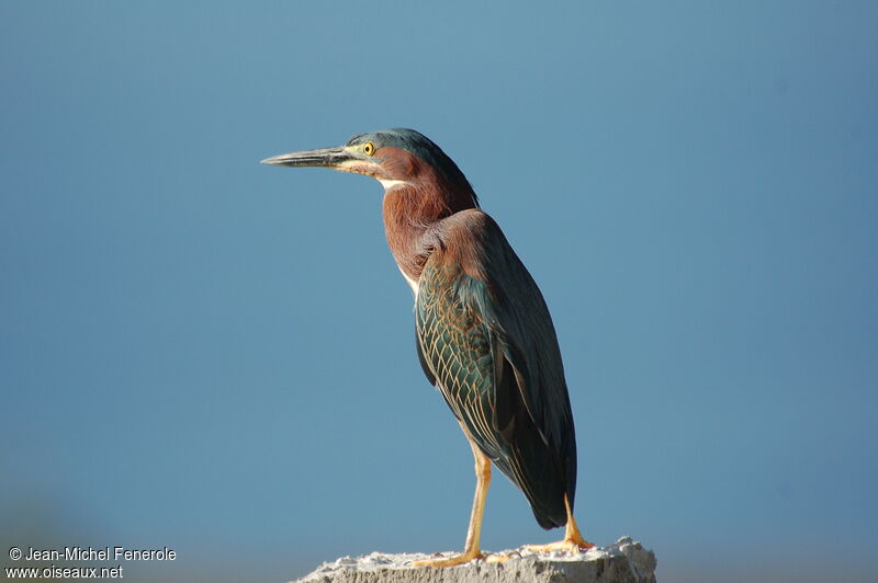 Green Heronadult