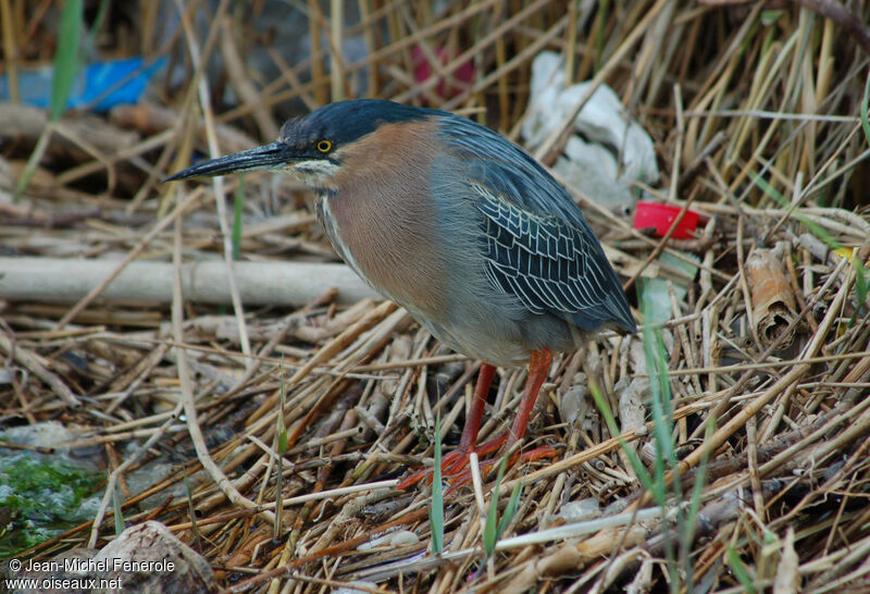 Green Heron