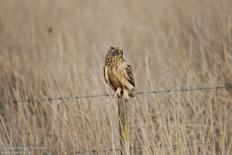 Short-eared Owladult