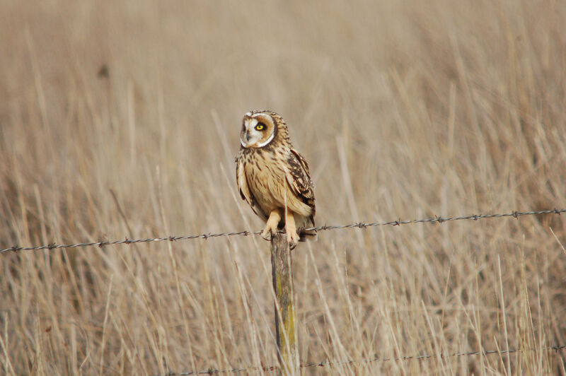 Hibou des marais