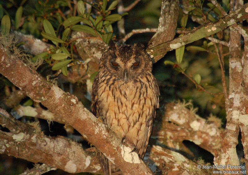 Hibou malgache mâle adulte