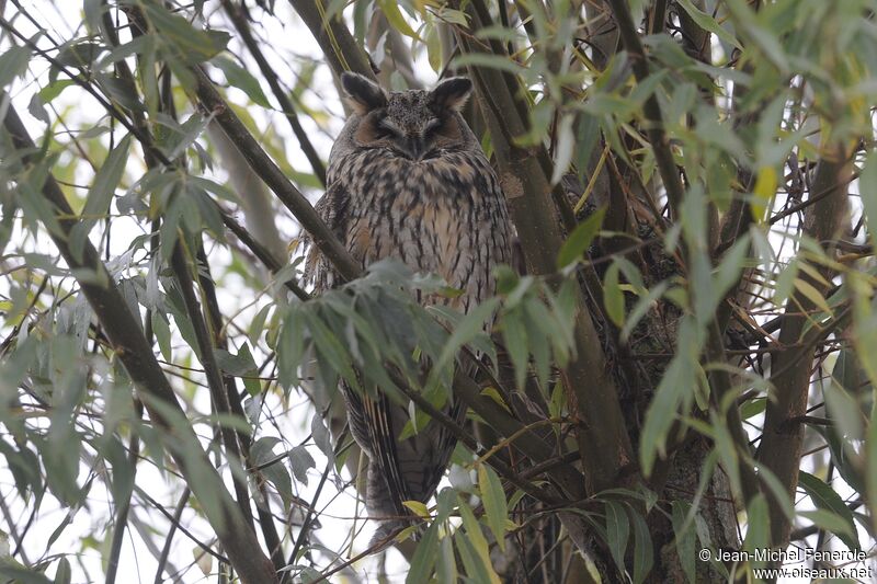 Hibou moyen-duc