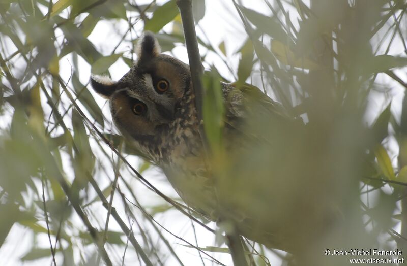 Hibou moyen-duc