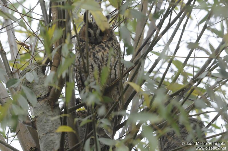 Long-eared Owl