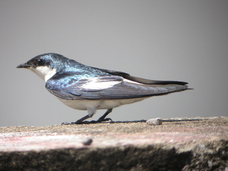 Hirondelle à ailes blanches