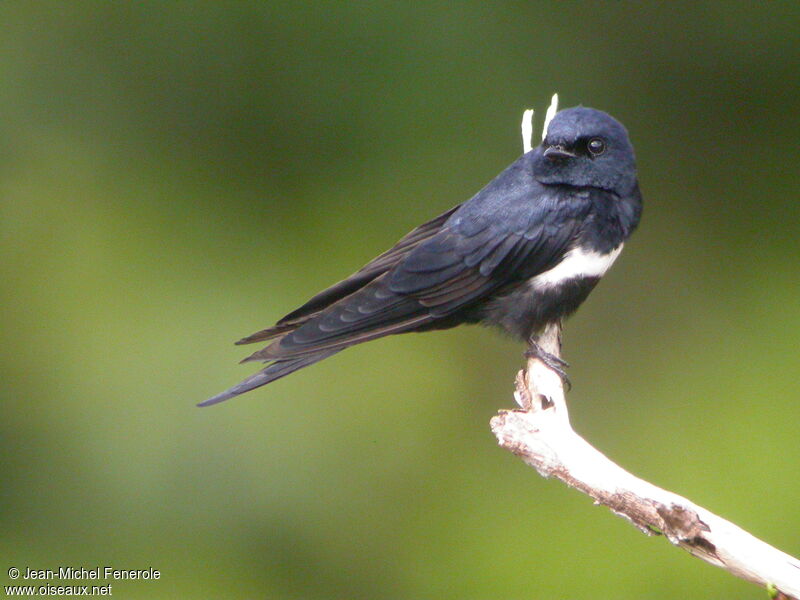 Hirondelle à ceinture blanche