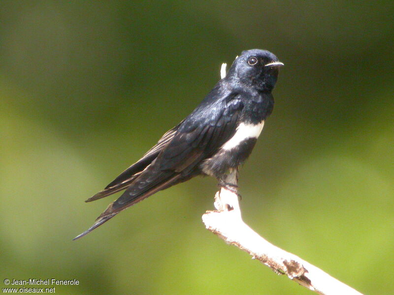 White-banded Swallow