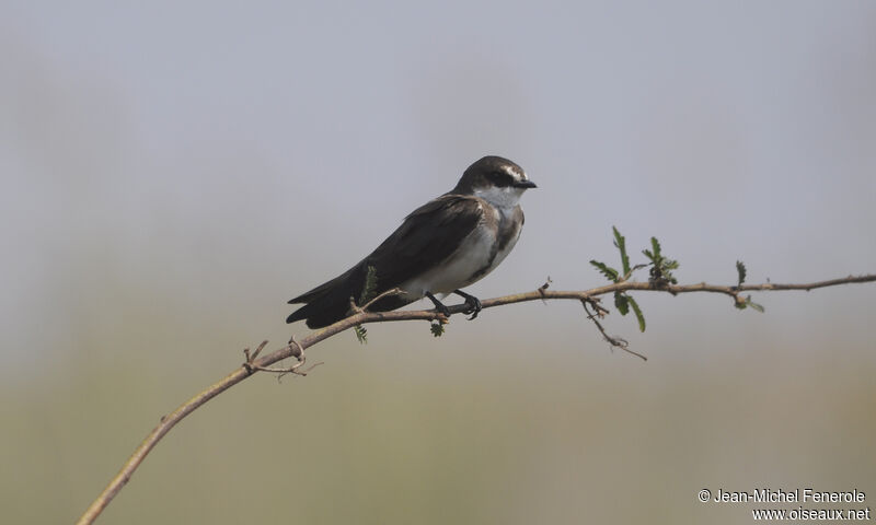 Banded Martin