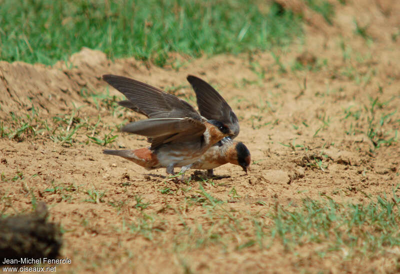 Cave Swallowadult, Reproduction-nesting