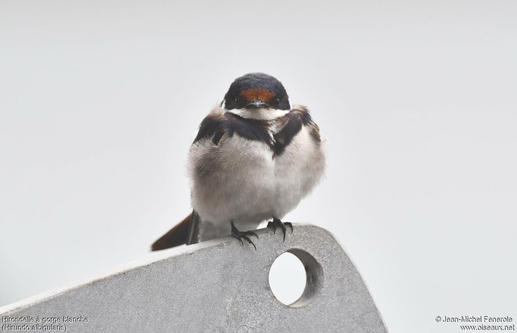 Hirondelle à gorge blanche