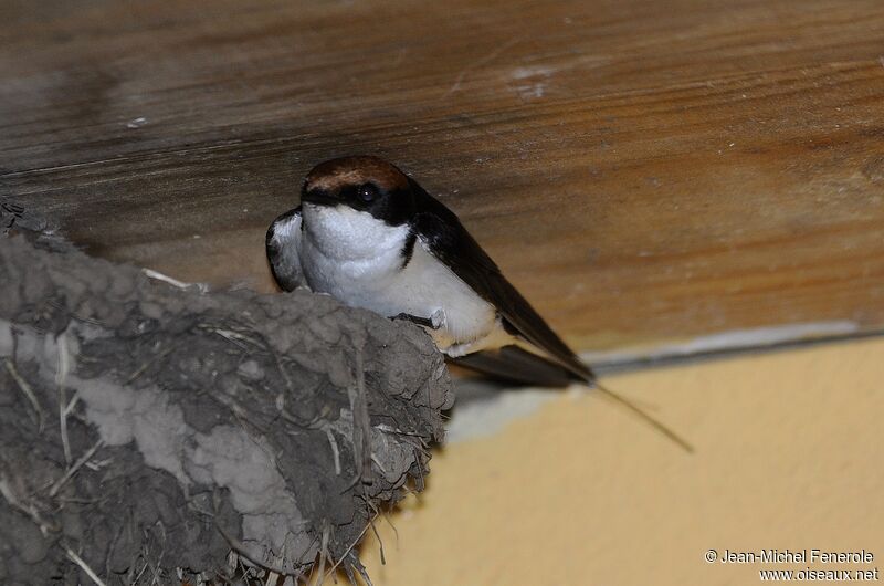 Wire-tailed Swallow