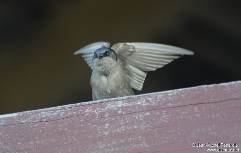 Hirondelle à ventre brunadulte