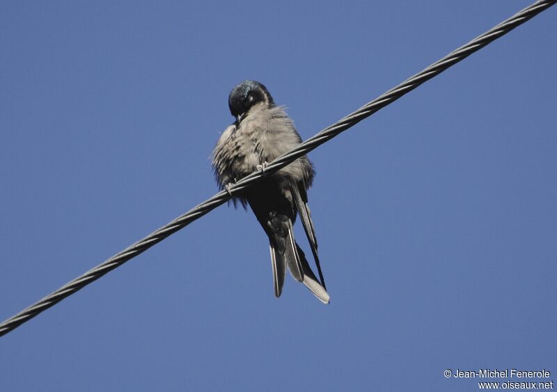 Hirondelle à ventre brun