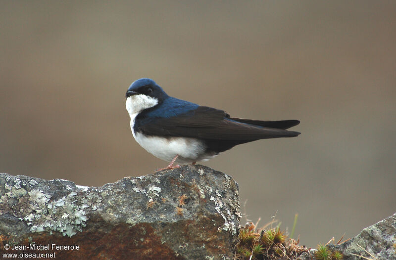 Hirondelle bleu et blancadulte