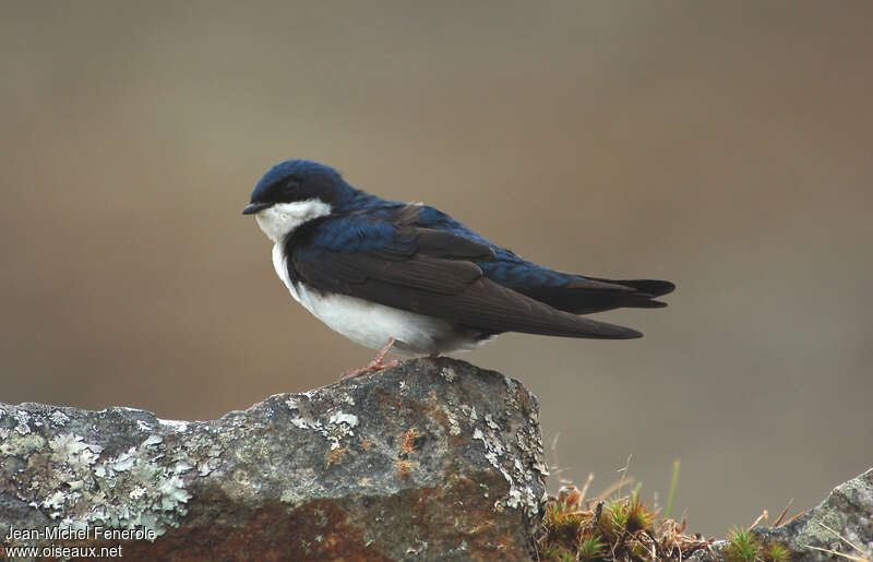 Blue-and-white Swallowadult, identification