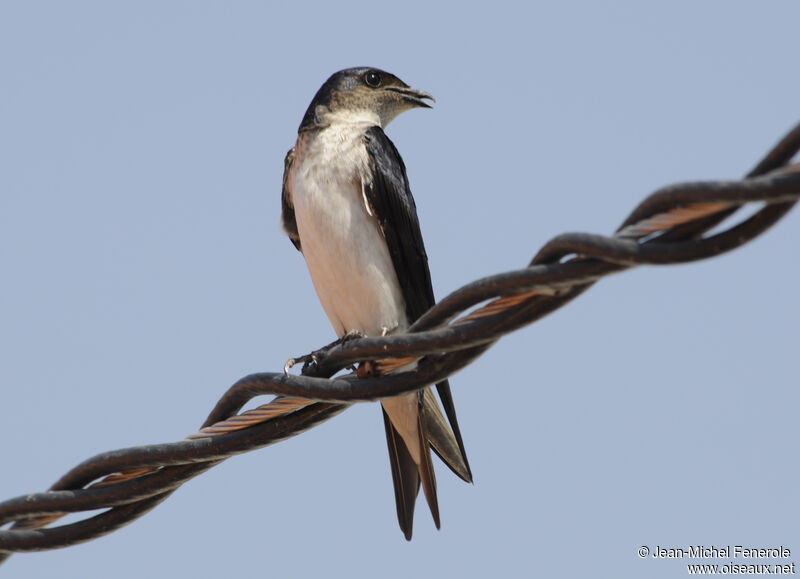 Hirondelle chalybée