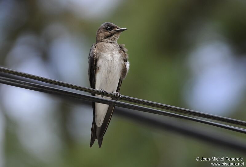 Grey-breasted Martin