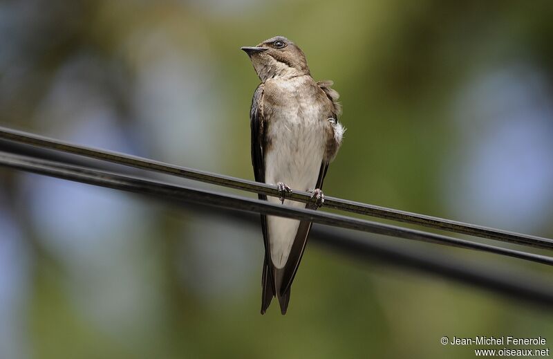 Grey-breasted Martin