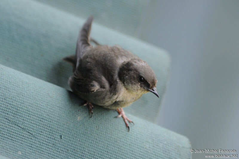 Red-throated Rock Martin