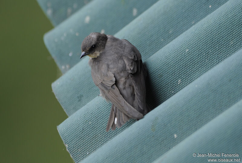 Red-throated Rock Martin