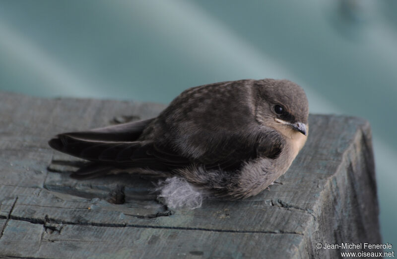 Red-throated Rock Martin