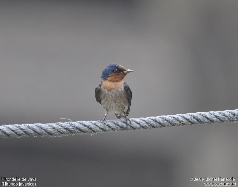 Pacific Swallow