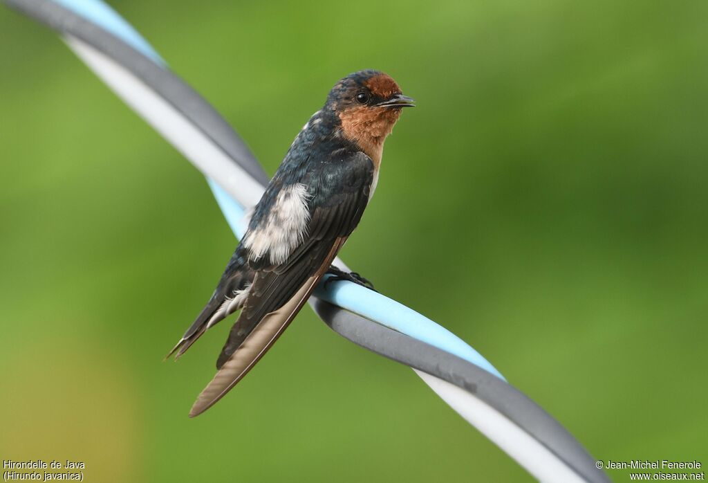Hirondelle de Java