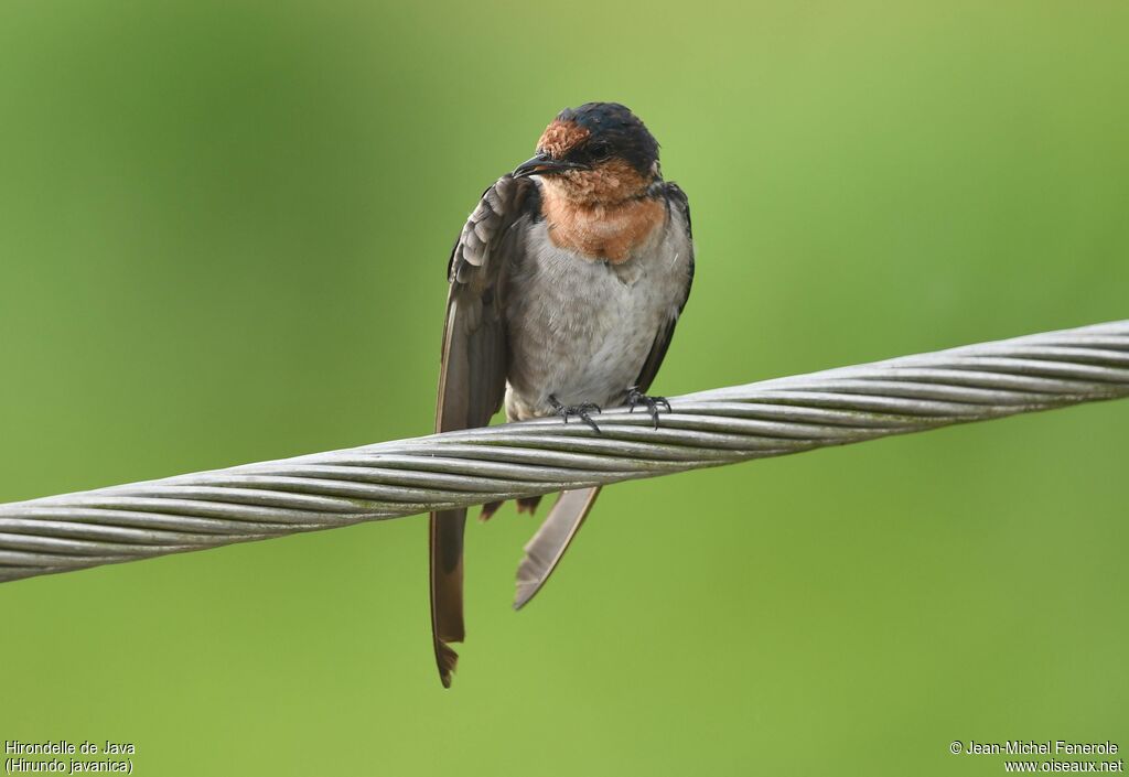 Hirondelle de Java