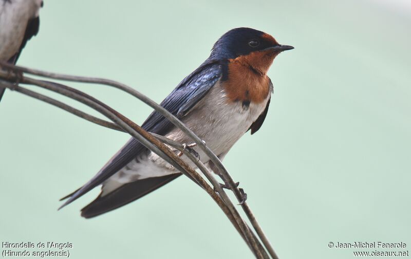 Angola Swallow