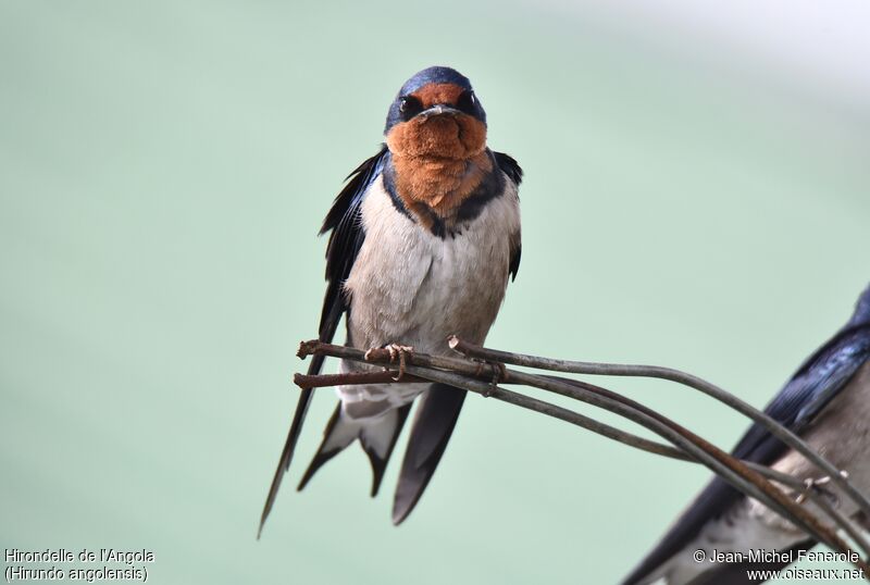 Angola Swallow