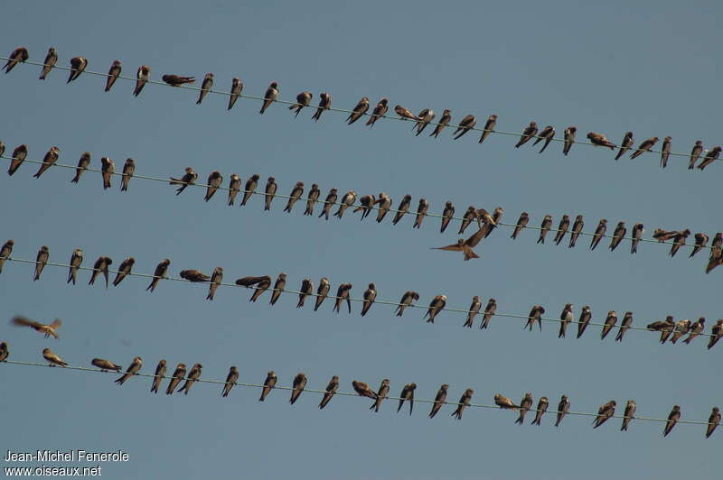 Sand Martin, Behaviour