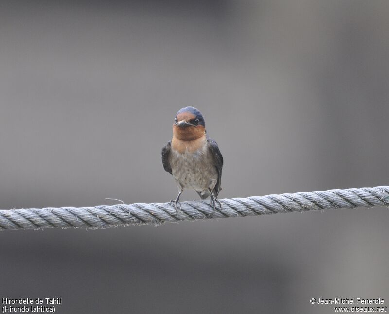 Tahiti Swallow