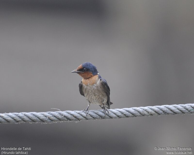 Tahiti Swallow