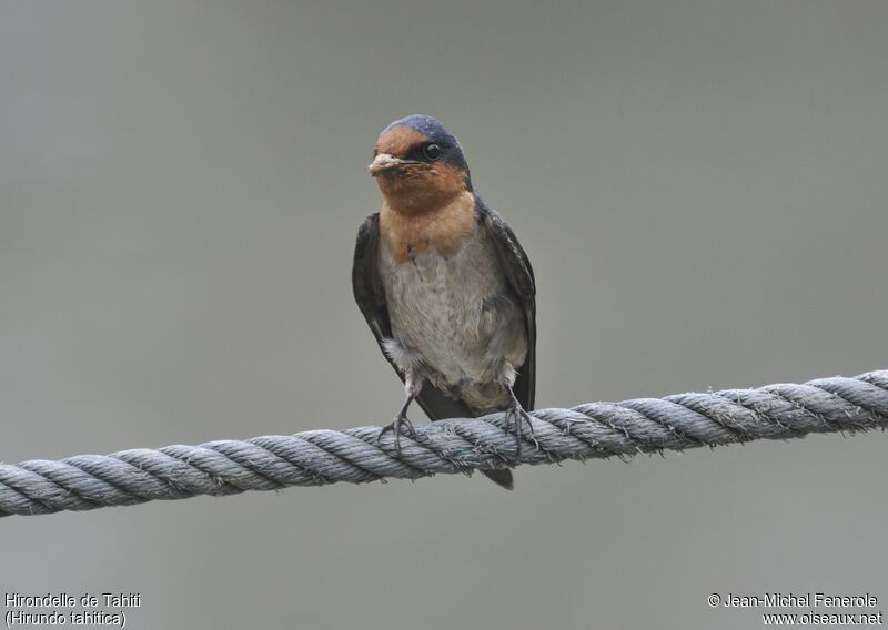 Tahiti Swallow