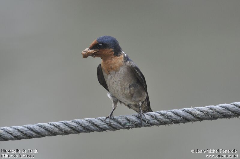 Tahiti Swallow