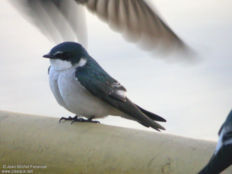 Mangrove Swallow