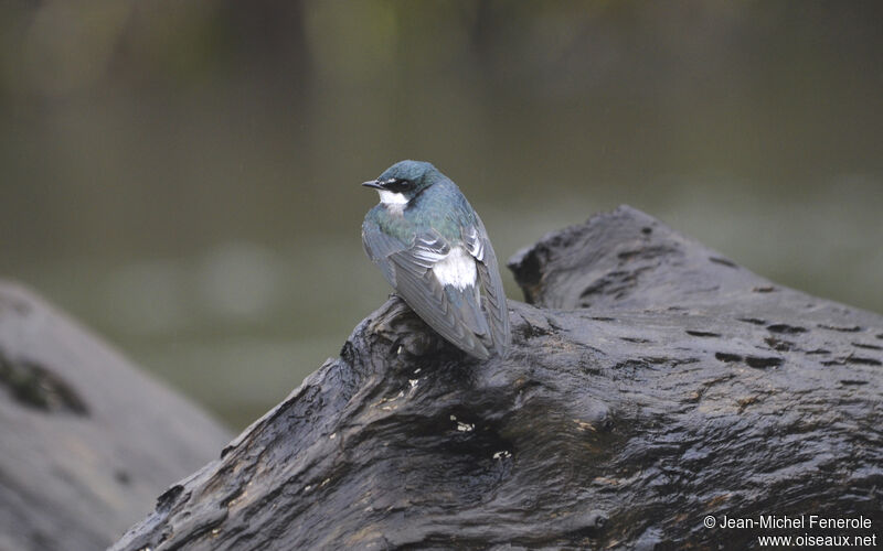 Hirondelle des mangroves