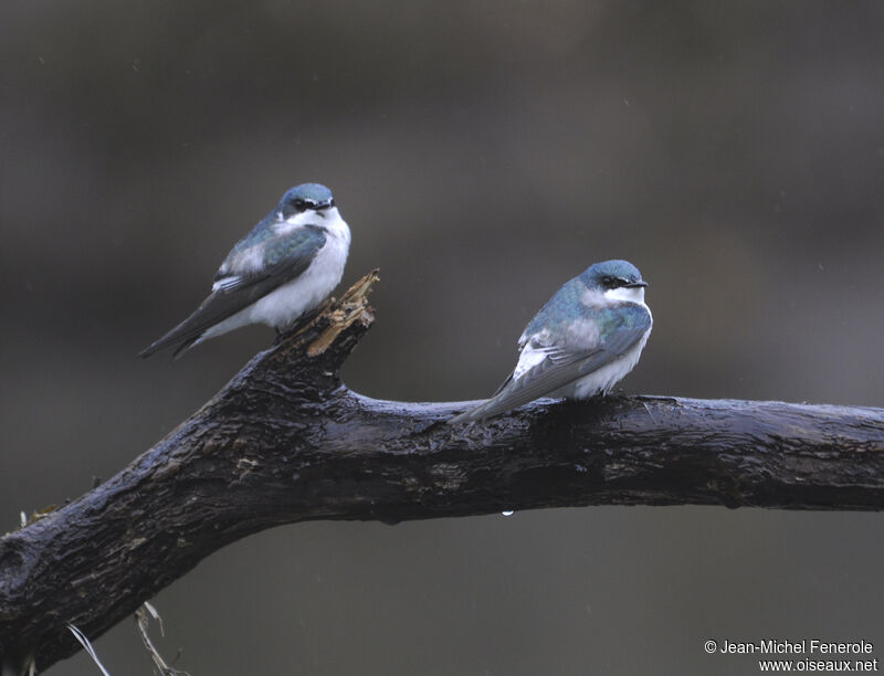 Mangrove Swallow