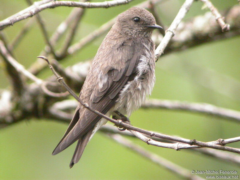 Hirondelle des Mascareignes, identification