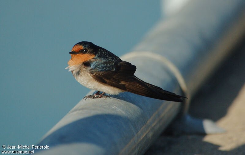 Welcome Swallow